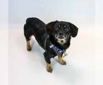 Small #4 Colonial Cocker Spaniel-Dachshund Mix