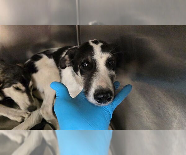 Medium Photo #1 German Shepherd Dog Puppy For Sale in Riverside, CA, USA