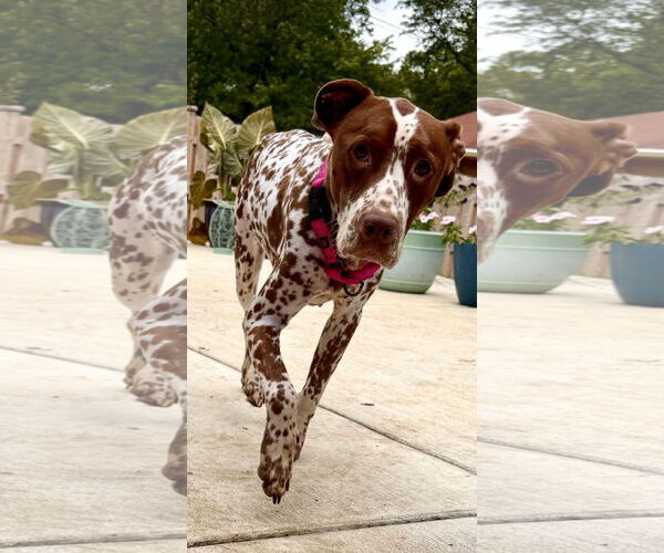 Medium Photo #6 Dalmatian-German Shorthaired Pointer Mix Puppy For Sale in Germantown, OH, USA