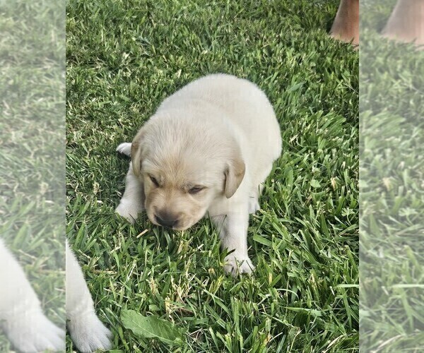 Medium Photo #8 Labrador Retriever Puppy For Sale in CEDAREDGE, CO, USA