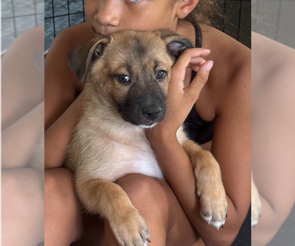Medium Photo #5 German Shepherd Dog-Unknown Mix Puppy For Sale in Raleigh, NC, USA