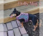 Small #4 Dachshund Mix