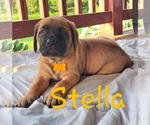 Puppy Puppy 7 Stella Mastiff