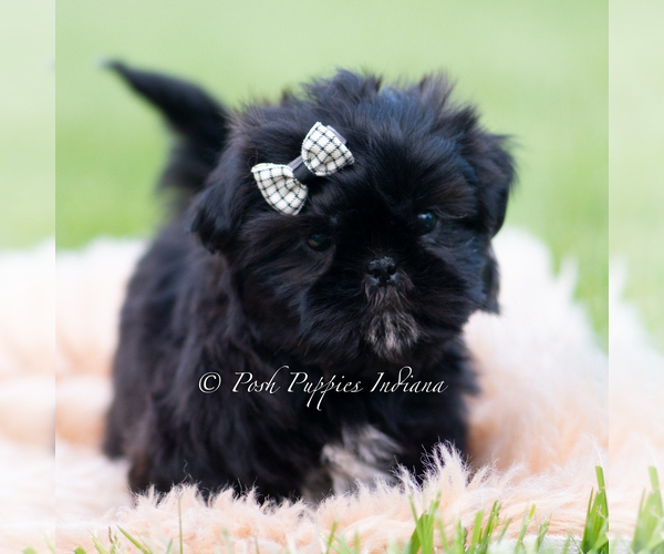Medium Photo #4 Shih Tzu Puppy For Sale in WARSAW, IN, USA