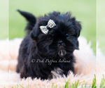 Small #2 Shih Tzu