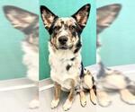 Small Australian Shepherd Mix