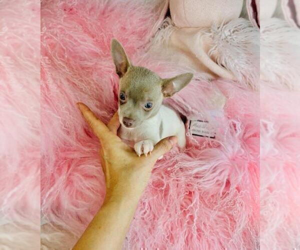 Medium Photo #1 Chihuahua Puppy For Sale in BOSTON, MA, USA