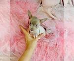 Small Chihuahua