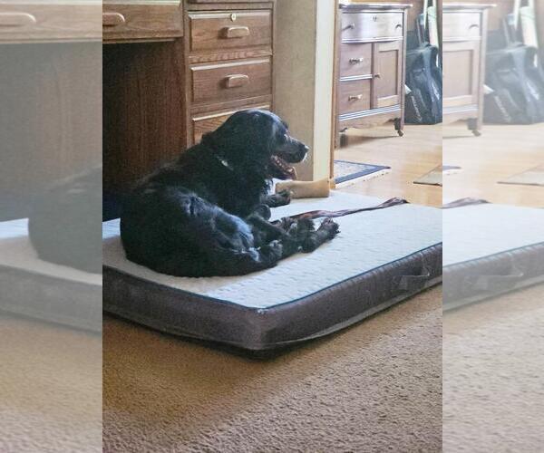 Medium Photo #6 English Springer Spaniel-Unknown Mix Puppy For Sale in Rootstown, OH, USA