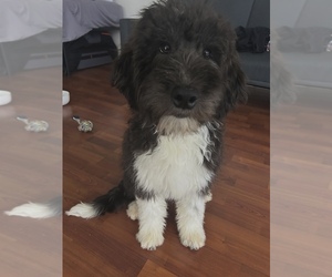 Sheepadoodle Puppy for sale in CARMEL, IN, USA