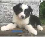 Small Photo #1 Australian Shepherd Puppy For Sale in ARBA, IN, USA