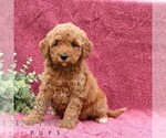 Small #2 Goldendoodle (Miniature)