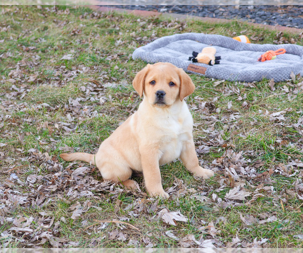 Medium Photo #3 Labrador Retriever Puppy For Sale in SYRACUSE, IN, USA