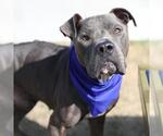 Small American Staffordshire Terrier Mix