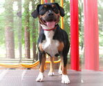 Small #11 Beabull