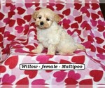 Image preview for Ad Listing. Nickname: Willow