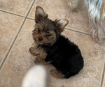 Puppy 2 Yorkshire Terrier