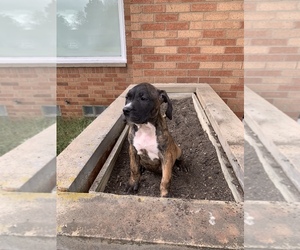 Presa Canario Puppy for sale in WARRENSVILLE HEIGHTS, OH, USA