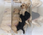 Puppy Patriot Poodle (Standard)