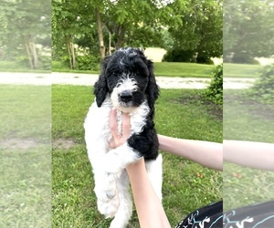 Goldendoodle Puppy for sale in NEW LEBANON, OH, USA