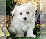 Small Maltese