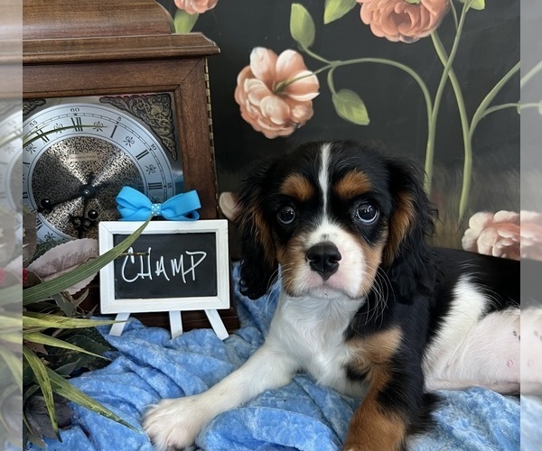 Medium Photo #6 Cavalier King Charles Spaniel Puppy For Sale in ABILENE, TX, USA