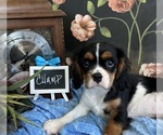 Small #5 Cavalier King Charles Spaniel