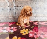Small #10 Poodle (Miniature)