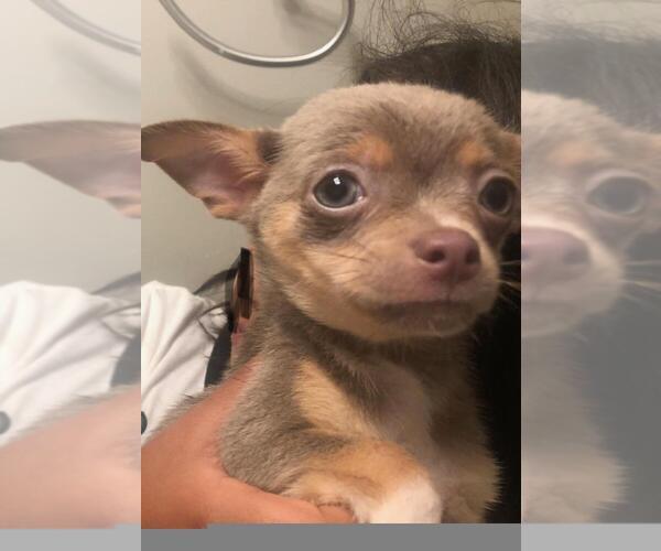 Medium Photo #1 Chihuahua Puppy For Sale in MARIETTA, GA, USA