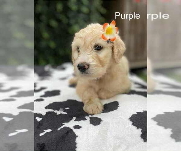 Medium Photo #1 Goldendoodle Puppy For Sale in HONEY GROVE, PA, USA