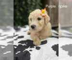 Puppy Puppy 3 lucy Goldendoodle