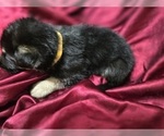 Small Photo #5 German Shepherd Dog Puppy For Sale in APACHE JUNCTION, AZ, USA