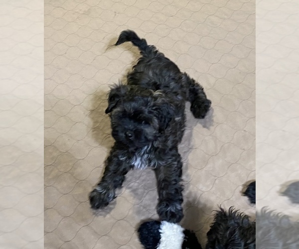 Medium Photo #4 Shih-Poo Puppy For Sale in GLOUCESTER, VA, USA