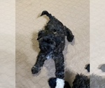 Small Photo #4 Shih-Poo Puppy For Sale in GLOUCESTER, VA, USA