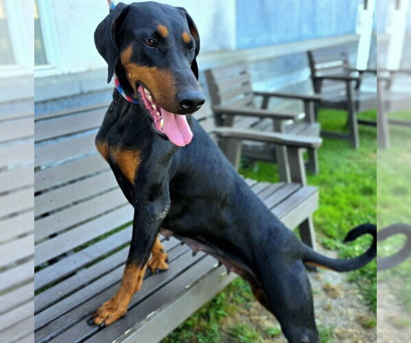 Medium Photo #3 Doberman Pinscher Puppy For Sale in Long Beach, CA, USA