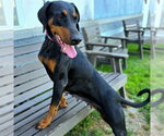 Small #2 Doberman Pinscher