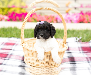 Cock-A-Poo Puppy for sale in MILLERSBURG, IN, USA