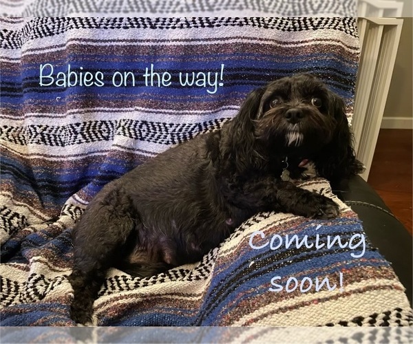 Medium Photo #1 Cavachon Puppy For Sale in OLYMPIA, WA, USA