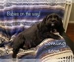 Small Photo #1 Cavachon Puppy For Sale in OLYMPIA, WA, USA