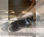 Small Photo #3 Labrador Retriever-Unknown Mix Puppy For Sale in San Francisco, CA, USA