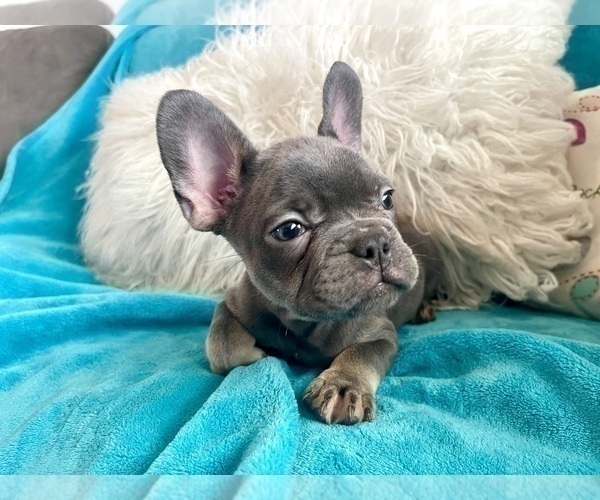 Medium Photo #12 French Bulldog Puppy For Sale in LITITZ, PA, USA