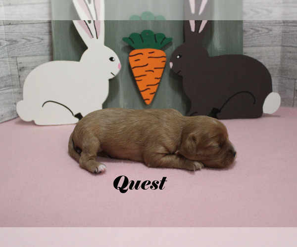 Medium Photo #7 Cavalier King Charles Spaniel Puppy For Sale in CHANUTE, KS, USA