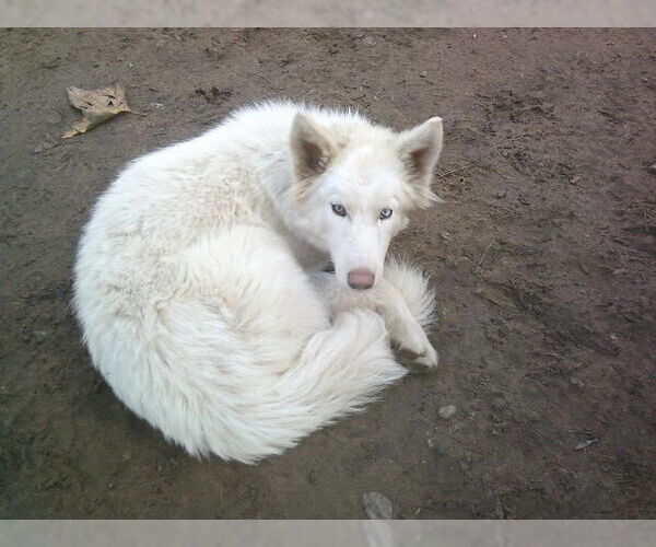 Medium Photo #5 Samoyed-Siberian Husky Mix Puppy For Sale in Pacific grove , CA, USA