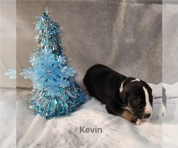 Medium Photo #3 Great Dane Puppy For Sale in BEL AIR, MD, USA