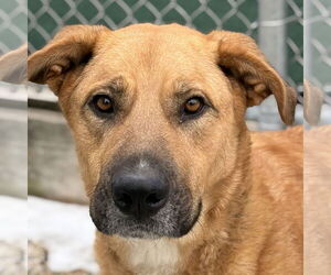 Mutt Dogs for adoption in Jefferson, WI, USA