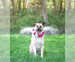 Small #2 German Shepherd Dog Mix