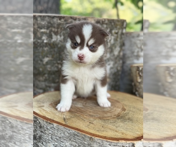 Medium Photo #22 Pomsky Puppy For Sale in STAPLES, MN, USA