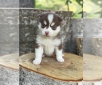 Small #21 Pomsky