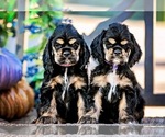 Small Photo #4 Cocker Spaniel Puppy For Sale in VISTA, CA, USA
