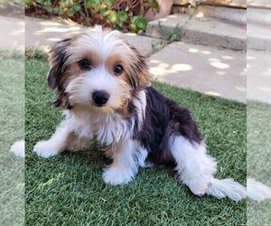 Yorkipoo Puppy for sale in LAKESIDE, CA, USA
